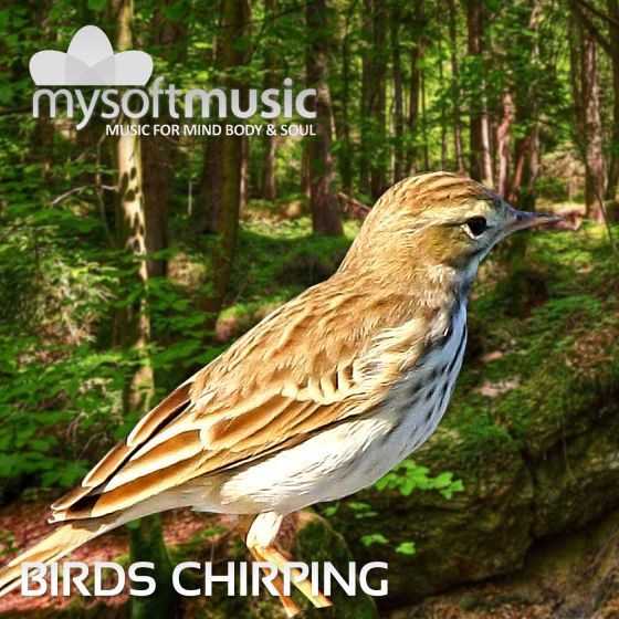 Birds Chirping 40 Minutes