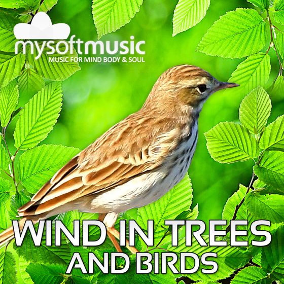 Wind In Trees And Birds 60 Minutes